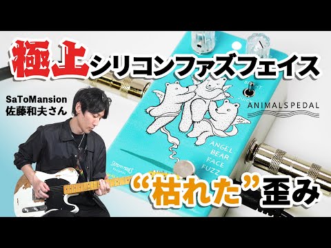 Animals Pedal - ANGEL BEAR FACE FUZZ – LEP INTERNATIONAL